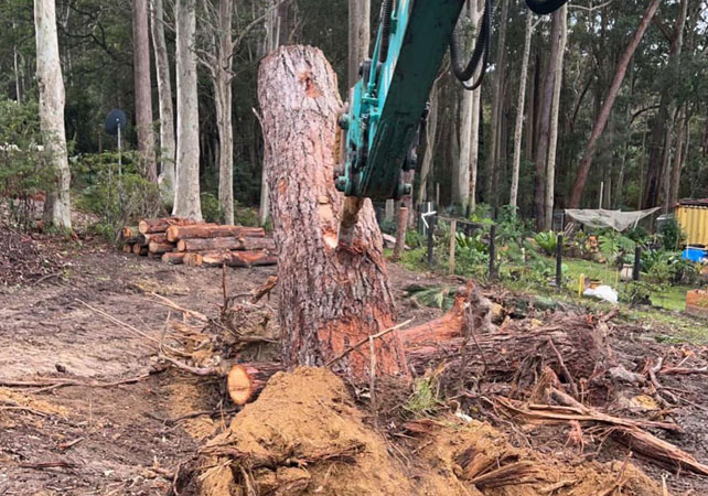 Stump-removal-moruya